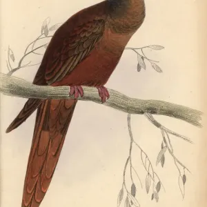 Handcolored Steel Engraving Print of Brown Cuckoo-Dove, 1835 Handcolored Steel Engraving Print of Brown Cuckoo-Dove, 1835