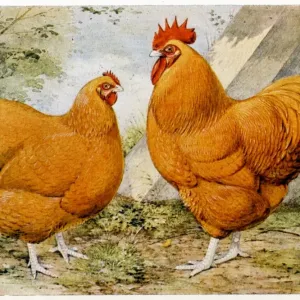 Buff Orpington Print: Rooster and Hen Buff Orpington Print: Rooster and Hen
