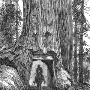 Californian Redwood Tree Print, 1888 Engraving