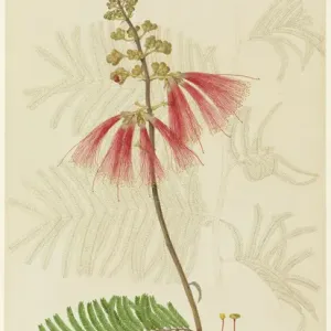 Calliandra sp. Calliandra sp.