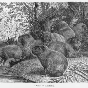 Capybara Print: South American Rodent Capybara Print: South American Rodent
