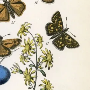 Chequered Skipper Print 1889 by Number 11 Chequered Skipper Print 1889 by Number 11