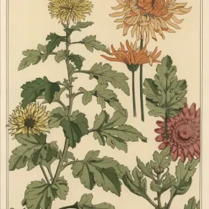 Étude botanique du chrysanthème. Étude botanique du chrysanthème.