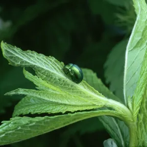 Chrysolina menthastri Print: Mint Leaf Beetle Feeding Chrysolina menthastri Print: Mint Leaf Beetle Feeding