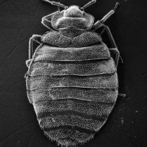 Scanning Electron Microscope Print of Cimex lectularius, Bed Bug Scanning Electron Microscope Print of Cimex lectularius, Bed Bug