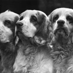 Clumber Spaniels Print - Sandringham Estate, 1935 Clumber Spaniels Print - Sandringham Estate, 1935