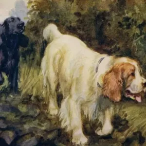 Cocker and Clumber Spaniels Watercolour Print circa 1922 Cocker and Clumber Spaniels Watercolour Print circa 1922