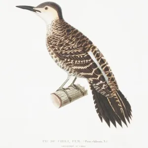 Kolpates Pitius, chilenischer Flicker Kolpates Pitius, chilenischer Flicker