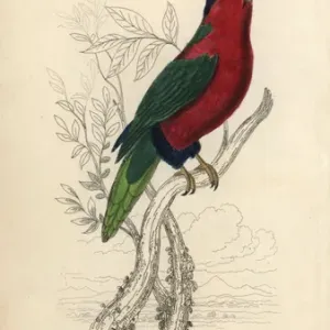 Collared Lory Print, Handcolored Steel Engraving, 1833 Collared Lory Print, Handcolored Steel Engraving, 1833