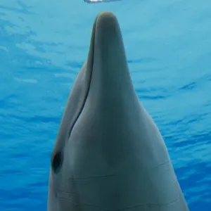 Common Bottlenose Dolphin Print - Underwater in Dolphinarium Common Bottlenose Dolphin Print - Underwater in Dolphinarium