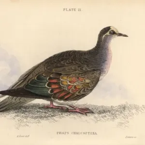 Gemeiner Bronzehuhn, Phaps chalcopterus Gemeiner Bronzehuhn, Phaps chalcopterus