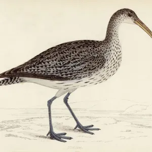 Common Curlew (Numenius arquata) Print, 1851 Common Curlew (Numenius arquata) Print, 1851