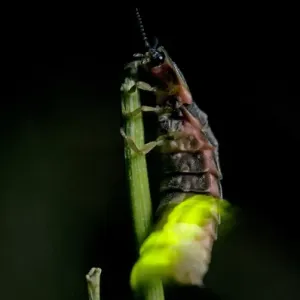 Common Glow-worm Female Print - Ural Mountains, Russia Common Glow-worm Female Print - Ural Mountains, Russia