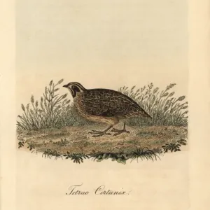 Handcolored Copperplate Print of Common Quail, 1821 Handcolored Copperplate Print of Common Quail, 1821