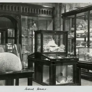Coral Gallery Print, Waterhouse Building, 1881 Coral Gallery Print, Waterhouse Building, 1881