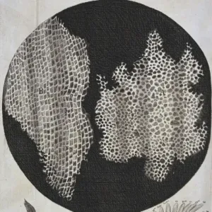 Cork Structure Print, Schem XI Cork Structure Print, Schem XI