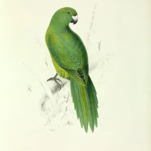 Antipodes Parakeet Print, 1832 Antipodes Parakeet Print, 1832