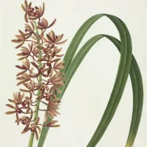 Cymbidium aloifolium Orchid Print, John Reeves Collection Cymbidium aloifolium Orchid Print, John Reeves Collection