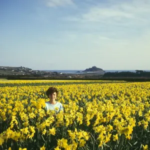 Daffodil Fields Print, St Michaels Mount, Cornwall
