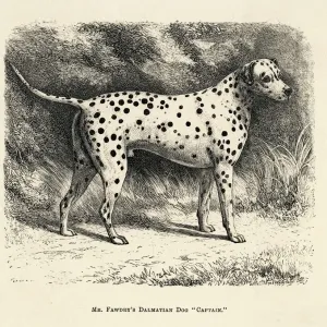 Dalmatian Print, 1886 Dalmatian Print, 1886