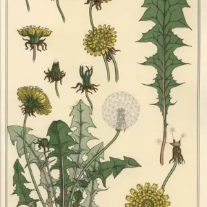 Étude botanique de la pissenlit. Étude botanique de la pissenlit.