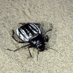 Darkling Beetle Print - Central Karakum Desert, Turkmenistan Darkling Beetle Print - Central Karakum Desert, Turkmenistan