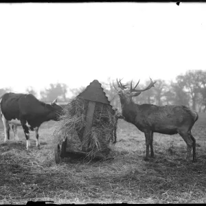 Deer Gatecrashing Lunch Print Deer Gatecrashing Lunch Print