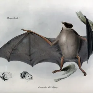 Desmodus d'Orbigny Desmodus d'Orbigny
