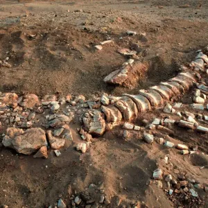 Dinosaur Tail Bones Print from Niger, West Africa Dinosaur Tail Bones Print from Niger, West Africa