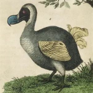 Dodo Print in Profile Dodo Print in Profile