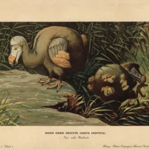 Dodo, Didus ineptus Print - Chromolithograph 1916 Dodo, Didus ineptus Print - Chromolithograph 1916