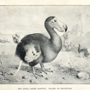 Dodo Lithograph Print, 1894 Dodo Lithograph Print, 1894