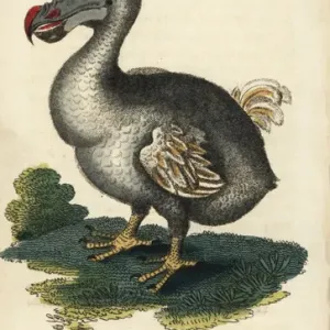 Handcolored Copperplate Print of Dodo, 1800 Handcolored Copperplate Print of Dodo, 1800
