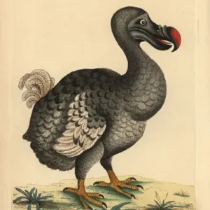 Handcolored Copperplate Print of the Extinct Dodo (1792) Handcolored Copperplate Print of the Extinct Dodo (1792)