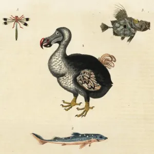 Handcolored Copperplate Print of the Extinct Dodo, 1785 Handcolored Copperplate Print of the Extinct Dodo, 1785
