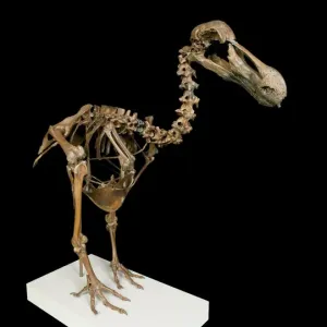 Dodo Skeleton Print: A Composite of 1,000-Year-Old Remains Dodo Skeleton Print: A Composite of 1,000-Year-Old Remains
