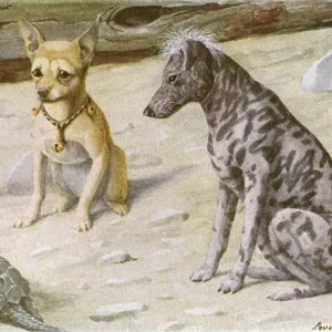 20th Century Print: Two Dogs and a Turtle 20th Century Print: Two Dogs and a Turtle