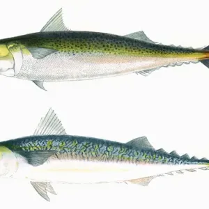 Dotted Mackerel and Scribbled Mackerel Print, 1863 Dotted Mackerel and Scribbled Mackerel Print, 1863