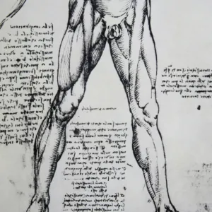 Dibujando sobre la anatomía de Leonardo da Vinci (1452-1519) El Musc.