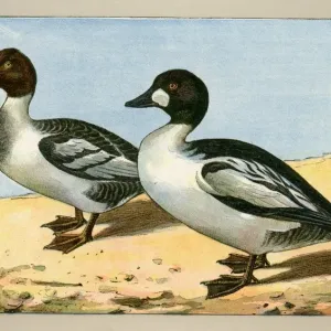 Zwei Enten Zwei Enten