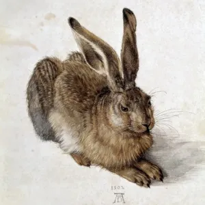 Hase
