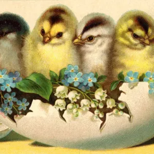 Chicks and Flowers Easter Print Chicks and Flowers Easter Print