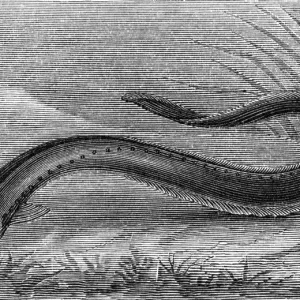 The Electric Eel (Gymnotus Electricus) Print The Electric Eel (Gymnotus Electricus) Print