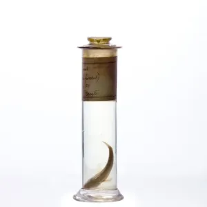 Rockkod Eleginops maclovinus Rockkod Eleginops maclovinus