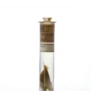 Rockcod (Eleginops maclovinus) Rockcod (Eleginops maclovinus)