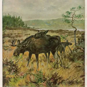 Elk Family Print Elk Family Print