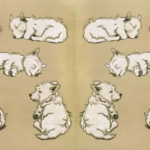 Endpaper Print of a White Scots Terrier Endpaper Print of a White Scots Terrier