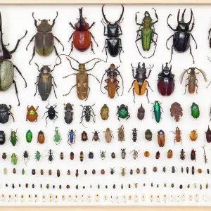 Käfer Verwandte Bilder