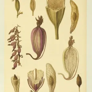 Epipactis palustris, helliborine des marais. Epipactis palustris, helliborine des marais.