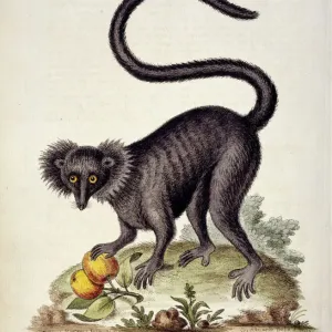 Monos negros Eulemur Monos negros Eulemur